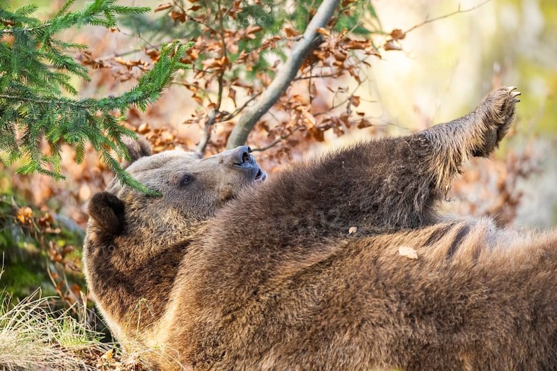 Eurasian Brown Bear (Ursus arctos arctos) lying in a forest, Bavaria, Germany