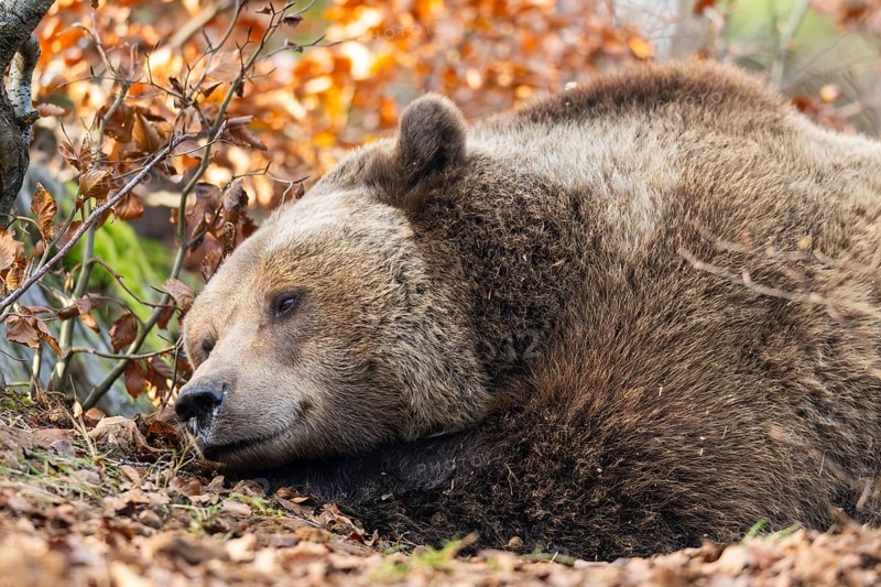 Eurasian Brown Bear (Ursus arctos arctos) lying in a forest, portrait, Bavaria, Germany