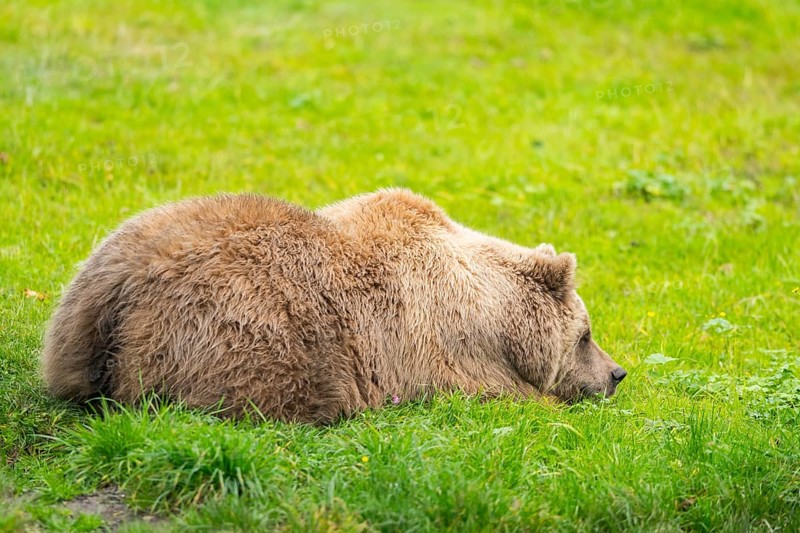 Eurasian Brown Bear (Ursus arctos arctos) lying on a meadow, Bavaria, Germany