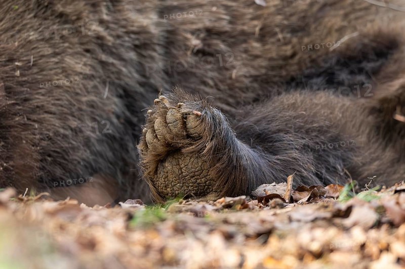 Eurasian Brown Bear (Ursus arctos arctos) paw, detail, Bavaria, Germany