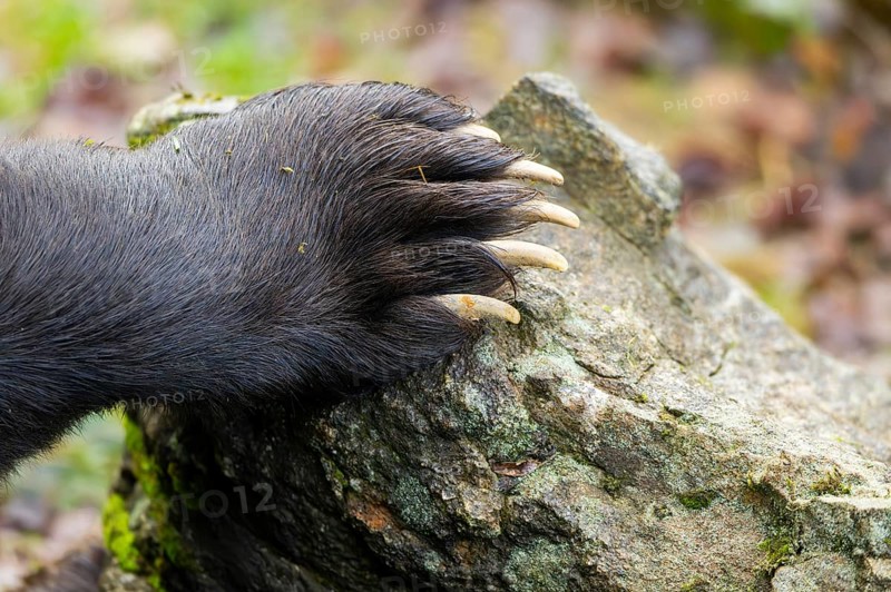 Urasian Brown Bear (Ursus arctos arctos) paw, detail, Bavaria, Germany