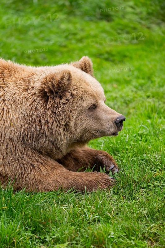 Eurasian Brown Bear (Ursus arctos arctos) lying on a meadow, portrait, Bavaria, Germany