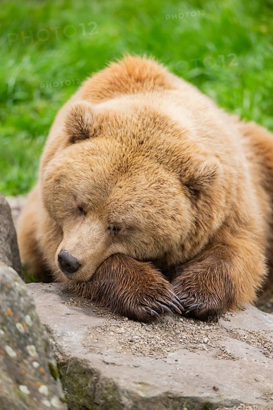 Eurasian Brown Bear (Ursus arctos arctos) lying on a rock, Bavaria, Germany