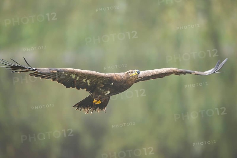 Steppe eagle (Aquila nipalensis) flying on a foggy day in autumn, Bavaria, Germany