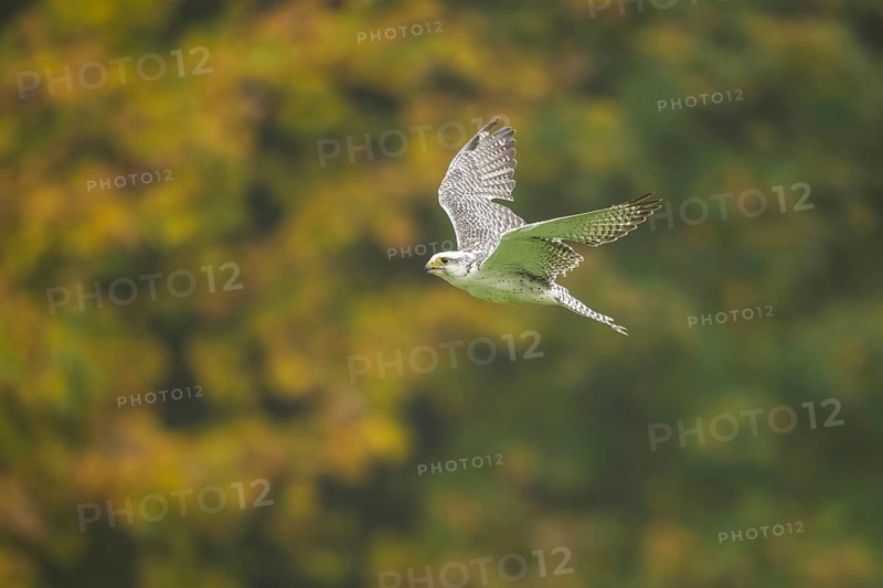 Saker falcon (Falco cherrug) flying, autumn, Bavaria, Germany