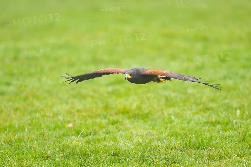 Harris's hawk (Parabuteo unicinctus) flying over a meadow, autumn, Bavaria, Germany
