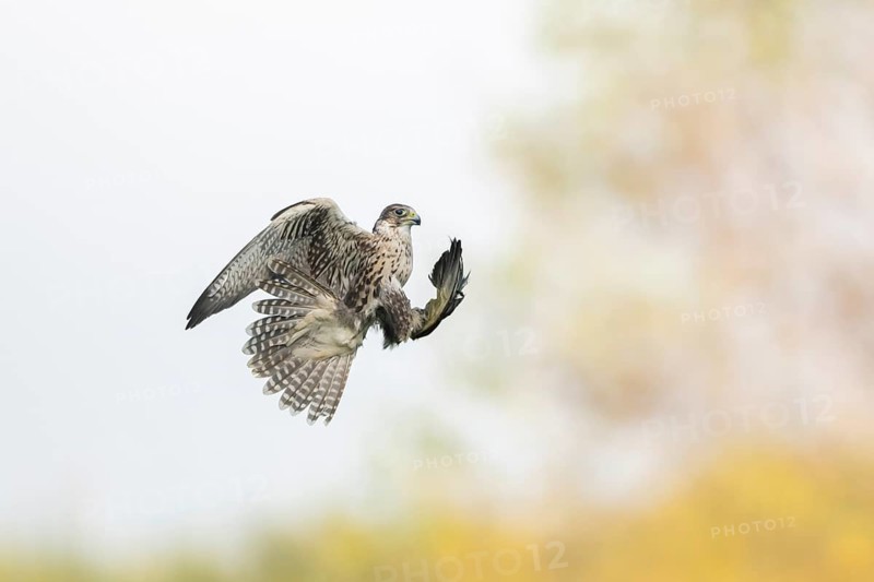 Peregrine falcon (Falco peregrinus) hunting, autumn, Bavaria, Germany