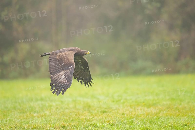 Steppe eagle (Aquila nipalensis) flying over a meadow on a foggy day in autumn, Bavaria, Germany