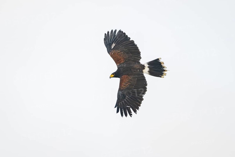 Harris's hawk (Parabuteo unicinctus) flying in the sky, autumn, Bavaria, Germany