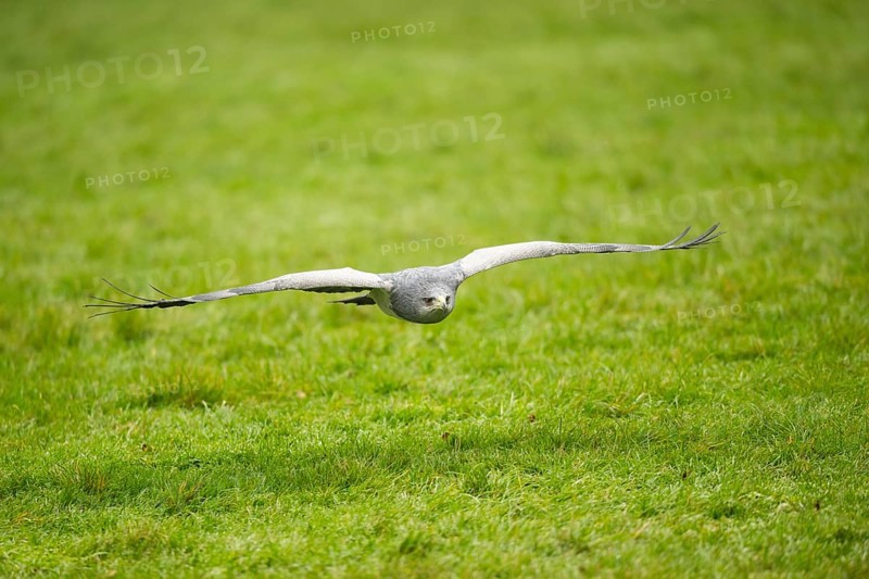 Black-chested buzzard-eagle (Geranoaetus melanoleucus) flying over a meadow, Germany