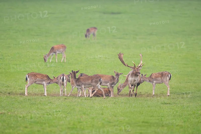 European fallow deer (dama dama) buck with his pack during the rutting season on a meadow in autumn, Bavaria, Germany