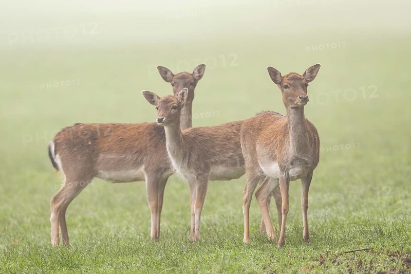 European fallow deer (dama dama) doe standing on a meadow on a foggy day in autumn, Bavaria, Germany