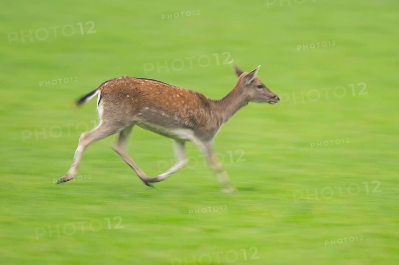 European fallow deer (dama dama) doe running on a meadow in autumn, Bavaria, Germany