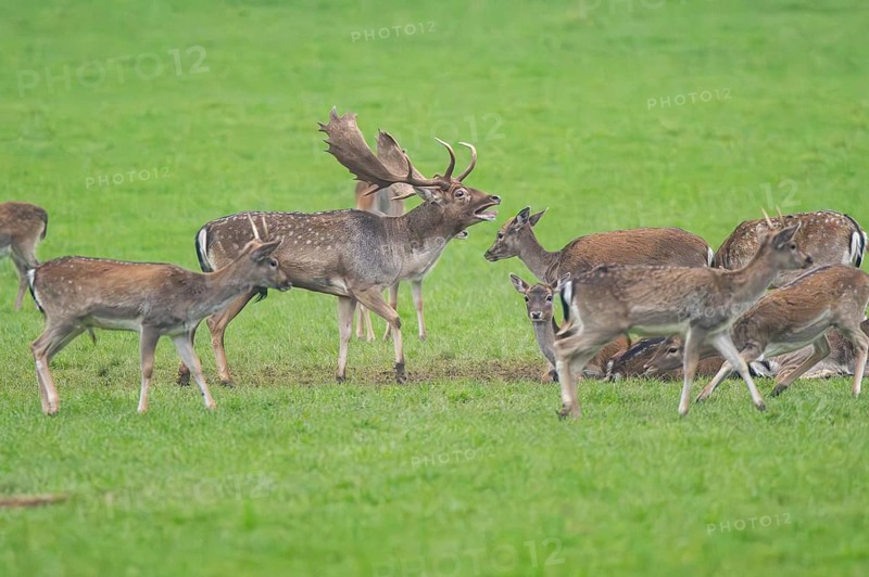 European fallow deer (dama dama) buck with his pack during the rutting season on a meadow in autumn, roaring, Bavaria, Germany