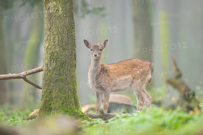 European fallow deer (dama dama) doe standing in a forest in autumn, Bavaria, Germany