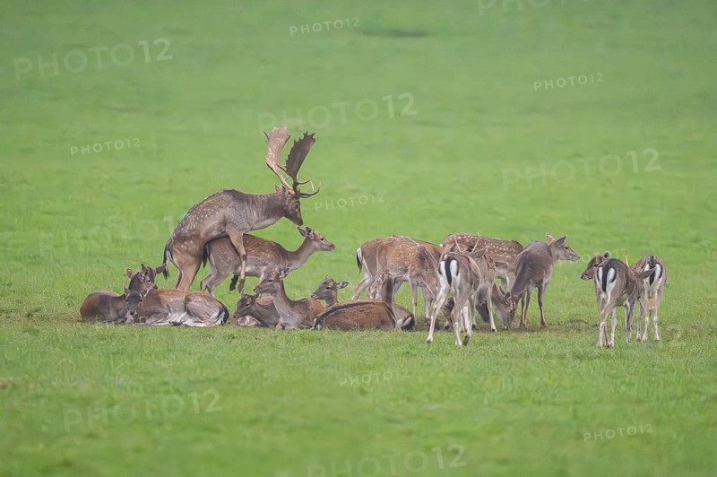 European fallow deer (dama dama) buck at the mating with his pack during the rutting season on a meadow in autumn, Bavaria, Germany