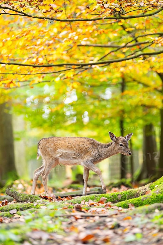 European fallow deer (dama dama) fawn walking in a forest on a foggy day in autumn, Bavaria, Germany