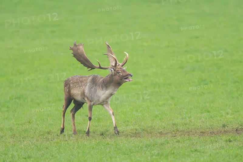 European fallow deer (dama dama) buck standing on a meadow in autumn, roaring, Bavaria, Germany