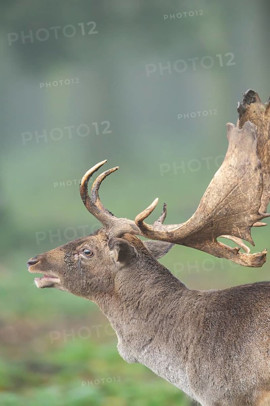 European fallow deer (dama dama) buck roaring in a forest on a foggy day in autumn, Bavaria, Germany