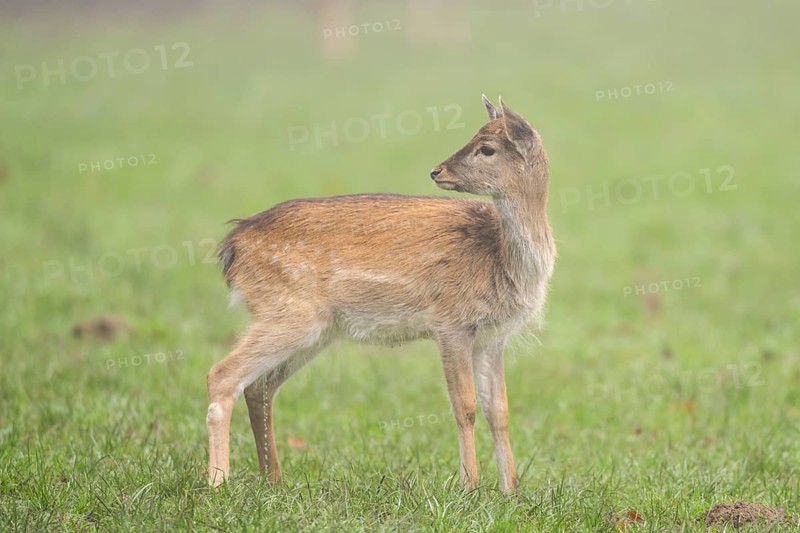 European fallow deer (dama dama) fawn standing on a meadow on a foggy day in autumn, Bavaria, Germany