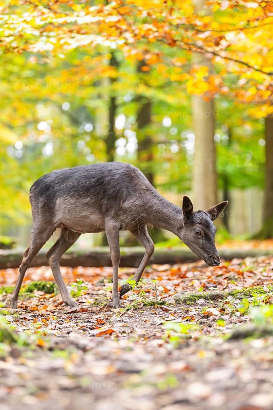 European fallow deer (dama dama) doe walking in a forest on a foggy day in autumn, Bavaria, Germany