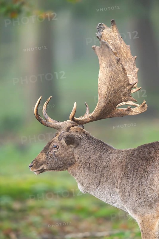 European fallow deer (dama dama) buck in a forest on a foggy day in autumn, portrait, Bavaria, Germany
