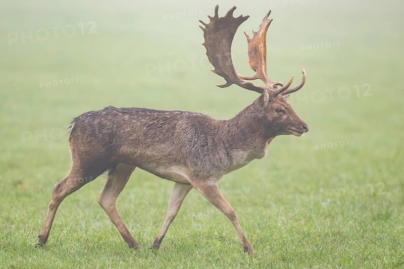 European fallow deer (dama dama) buck on a meadow on a foggy day in autumn, Bavaria, Germany