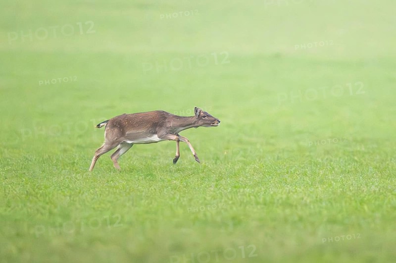 European fallow deer (dama dama) doe running on a meadow in autumn, Bavaria, Germany