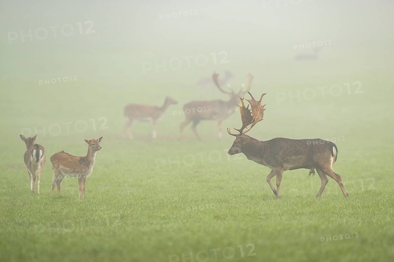 European fallow deer (dama dama) buck with its pack during the mating season on a meadow on a foggy day in autumn, Bavaria, Germany
