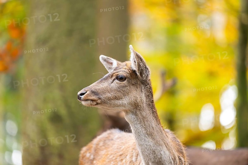 European fallow deer (dama dama) doe standing in a forest on a foggy day in autumn, portrait, Bavaria, Germany