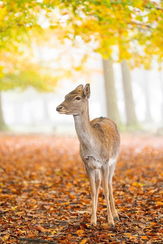 European fallow deer (dama dama) doe standing in a forest on a foggy day in autumn, Bavaria, Germany