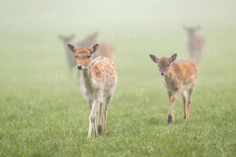 European fallow deer (dama dama) doe walking on a meadow on a foggy day in autumn, Bavaria, Germany