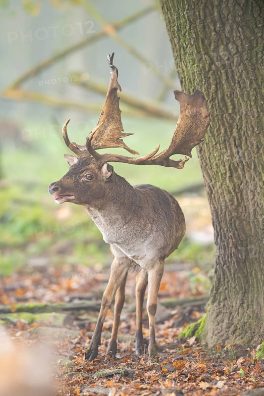 European fallow deer (dama dama) buck roaring in a forest on a foggy day in autumn, Bavaria, Germany