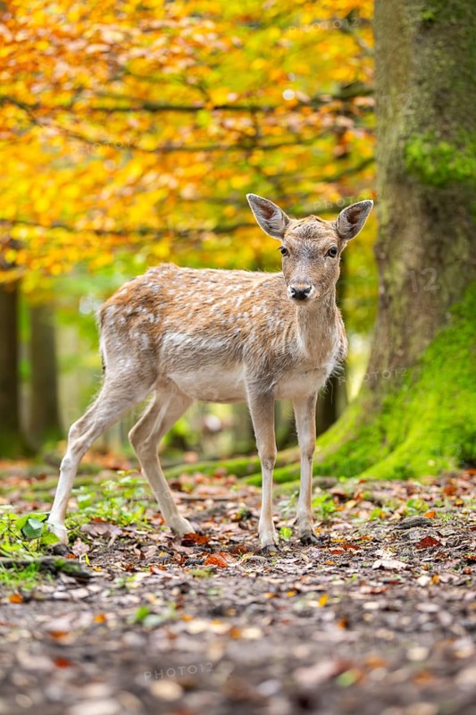 European fallow deer (dama dama) doe walking in a forest on a foggy day in autumn, Bavaria, Germany