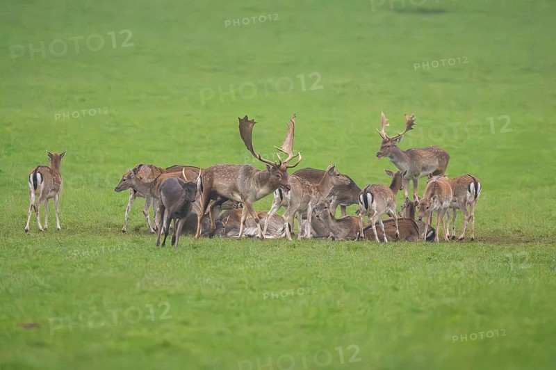 European fallow deer (dama dama) buck with his pack during the rutting season on a meadow in autumn, Bavaria, Germany
