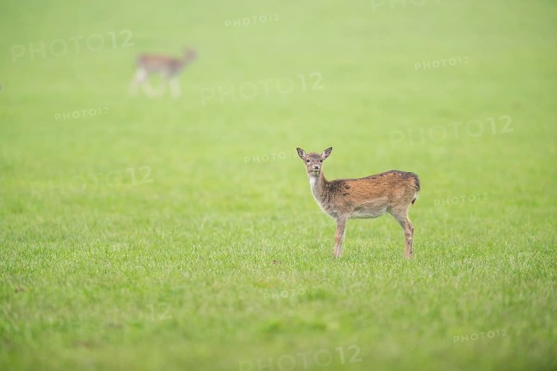 European fallow deer (dama dama) doe standing on a meadow in autumn, Bavaria, Germany