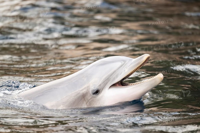 Common bottlenose dolphin (Tursiops truncatus), animal portrait, captive, Germany