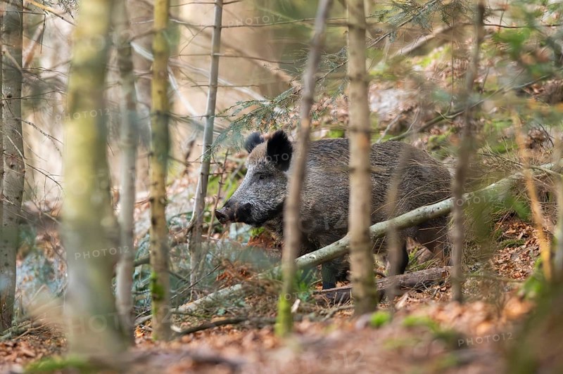 Wild boar (Sus scrofa) standing in a forest, Bavaria, Germany