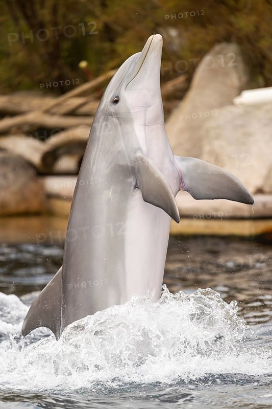 Common bottlenose dolphin (Tursiops truncatus), animal portrait, captive, Germany