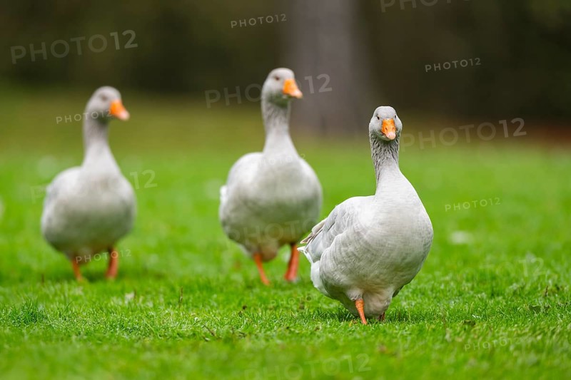 Greylag goose (Anser anser) walking on a meadow, Bavaria, Germany
