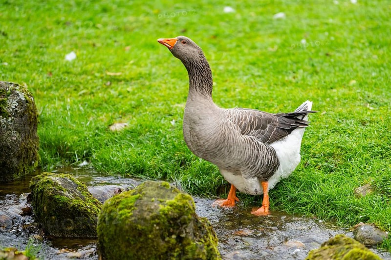 Greylag goose (Anser anser) standing on a little river, Bavaria, Germany
