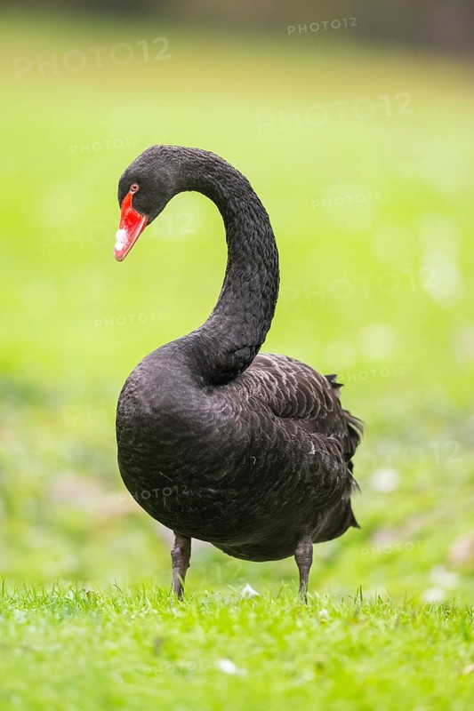Black swan (Cygnus atratus) standing on a meadow, Bavaria, Germany