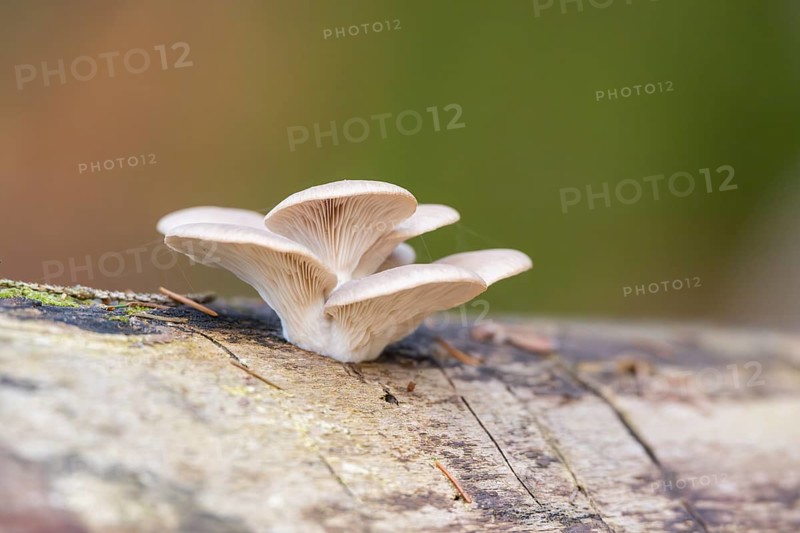 Oyster mushroom (Pleurotus ostreatus) growing an a European beech (Fagus sylvatica) tree trunk in a forest in autumn, Bavaria, Germany
