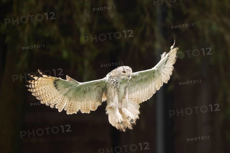 Siberian eagle-owl (Bubo bubo sibiricus) landing, autumn, Bavaria, Germany