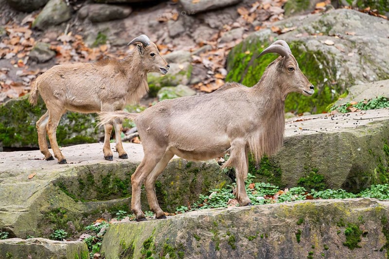 Barbary sheep (Ammotragus lervia) rams standing on big rocks, Bavaria, Germany