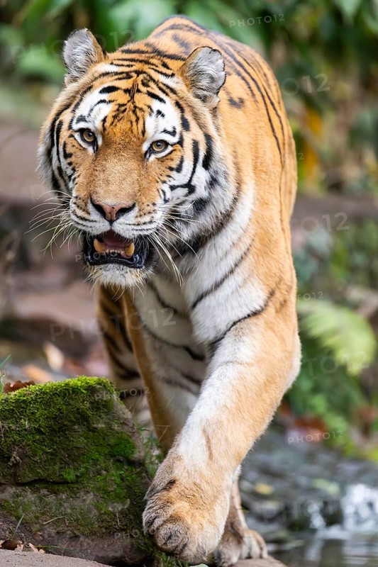 Siberian tiger or Amur tiger (Panthera tigris altaica) walking on the ground in autumn, captive, Germany