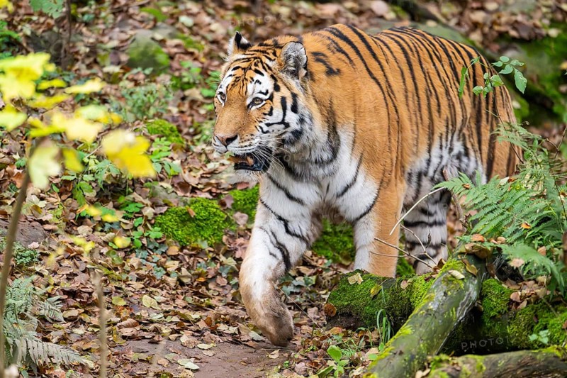 Siberian tiger or Amur tiger (Panthera tigris altaica) walking on the ground in autumn, captive, Germany