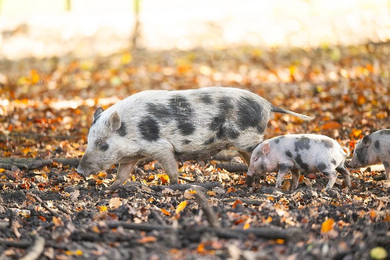Vietnamese Pot-bellied pig with piglet in autumn, Bavaria, Germany