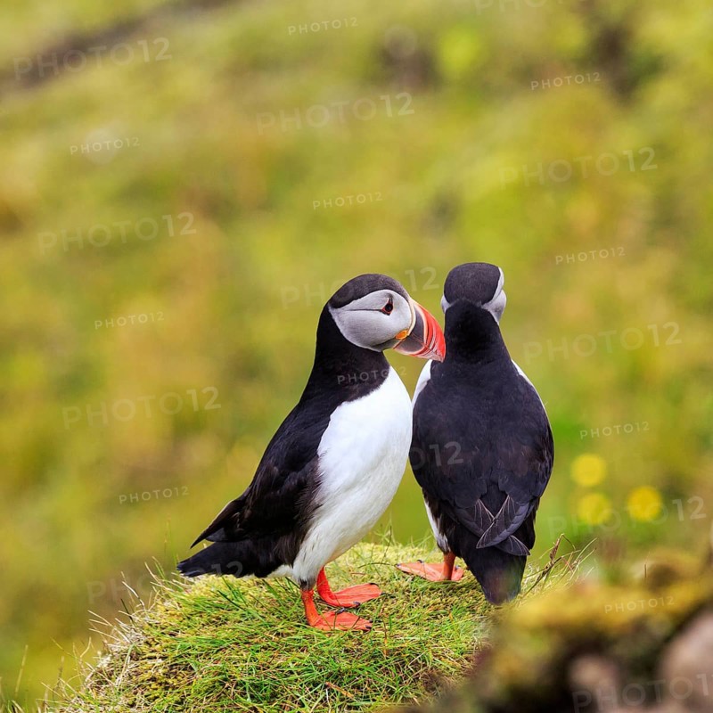 Two puffins (Fratercula arctica) on a grassy bird cliff, Cape DyrhÃ³laey in summer, Dyrholaey, VÃ­k Ã­ MÃ½rdal, Vik i Myrdal, SuÃ°urland, Sudurland, Iceland