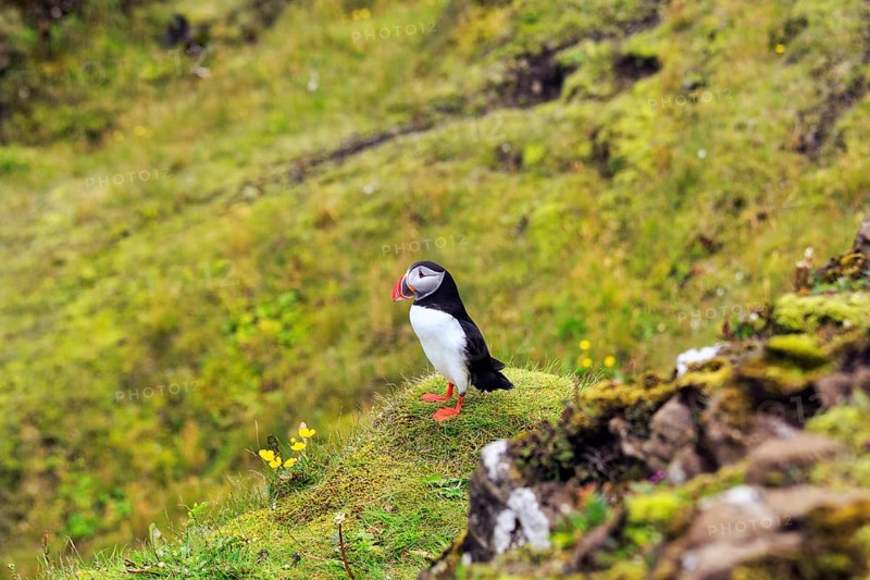 Lone puffin (Fratercula arctica) on grassy bird cliff, Cape DyrhÃ³laey in summer, Dyrholaey, VÃ­k Ã­ MÃ½rdal, Vik i Myrdal, SuÃ°urland, Sudurland, Iceland
